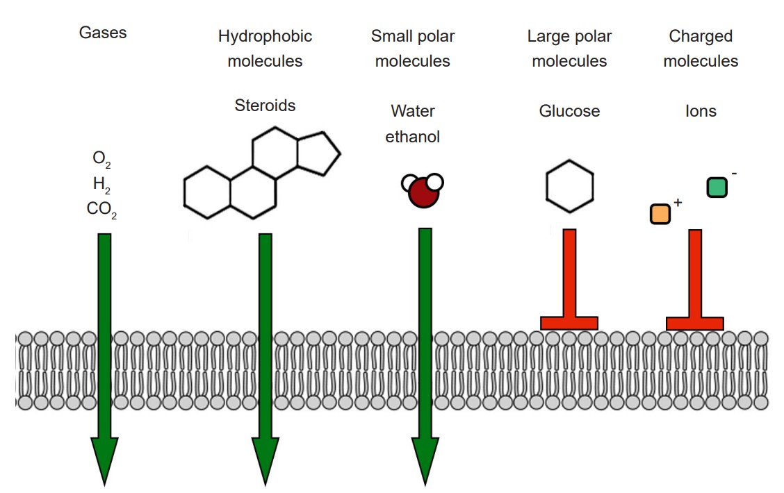 Visualization of what is permitted to cross the cell membrane. Gases, hydrophobic molecules, steroids, water ethanol, and small polar molecules are able to enter while large polar molecules, charged molecules, ions, and glucose are not