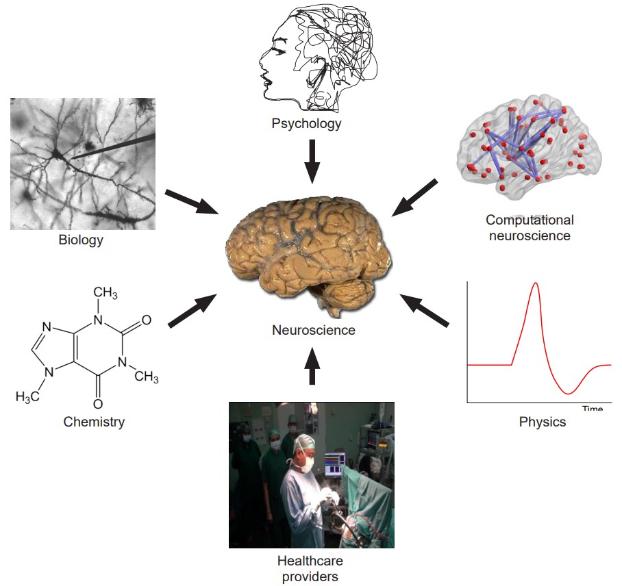 Diagram showing all the fields that make up neuroscience