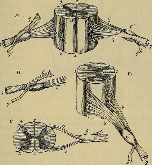 Drawing of the spinal cord and the connecting spinal nerves