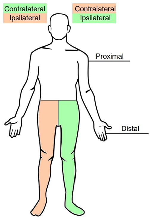 Diagram of anatomical language for the nervous system