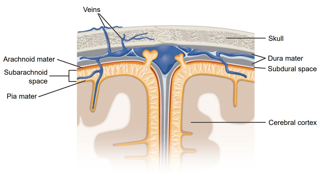 Diagram of the region between the skull and cerebral cortex