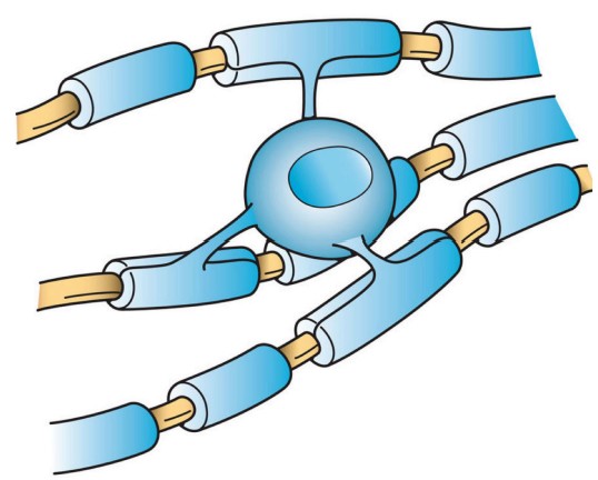 Visualization of Oligodendrocytes