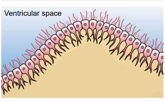 Visualization of ependymal cells forming a line inside the ventricles