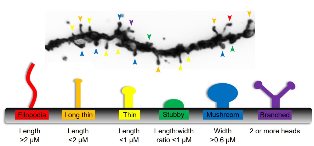 Diagram showing the different categorizations of spines on a dendrite and an image of one with the spines labeled.