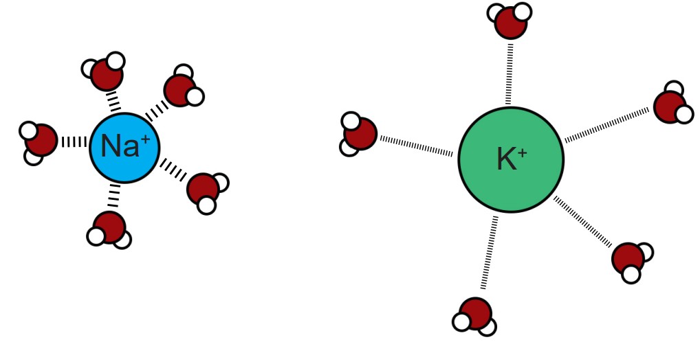 Diagram of a sodium and potassium ion