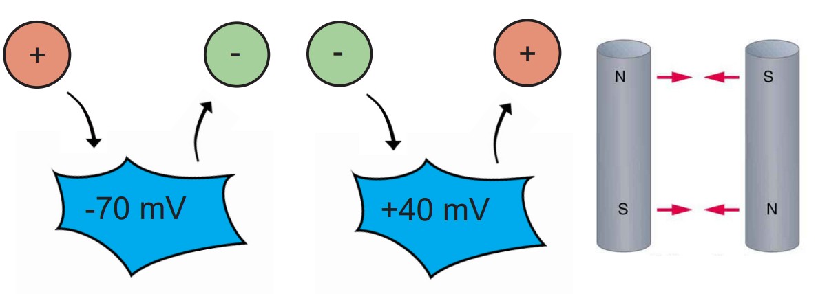 Visualization of how forces on ions affect the electrical gradient