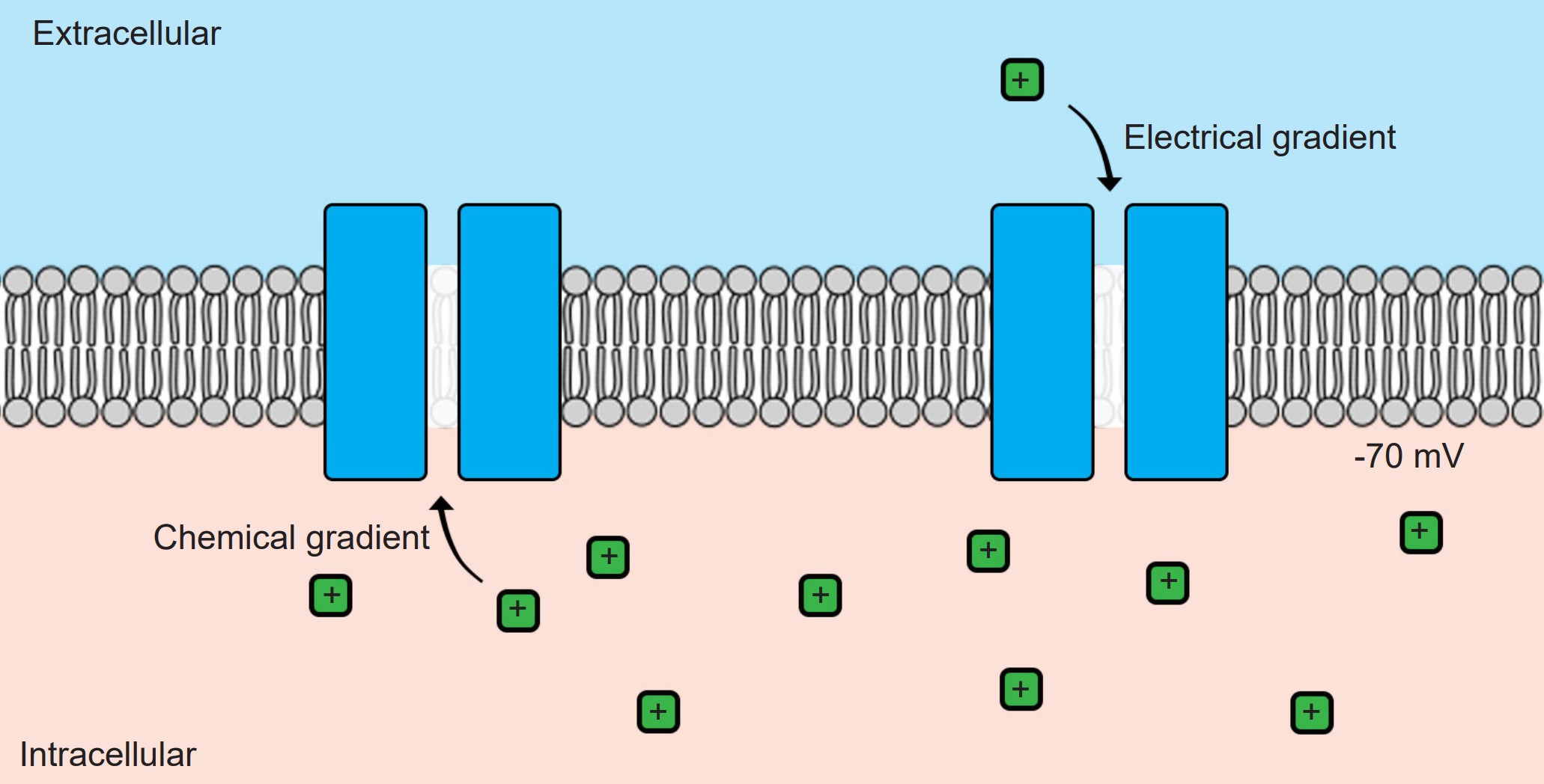 Visualization of positively charged ions moving out of the cell via potassium channels