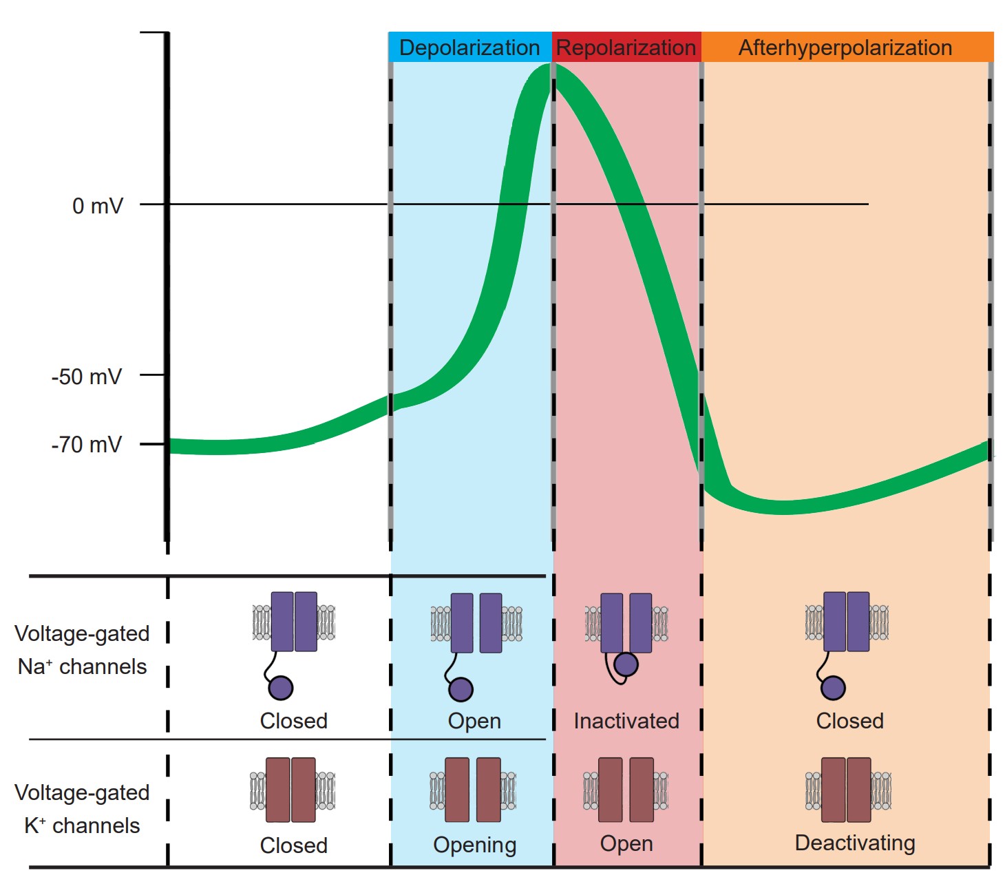 Graph pairing membrane potential with the state of sodium and potassium channels.