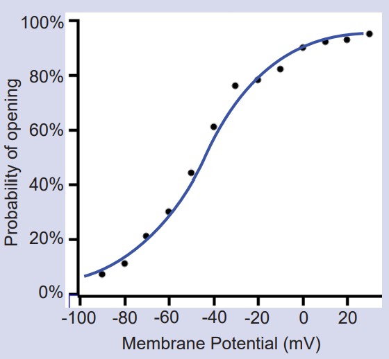 Graph of membrane potential and probability of voltage gate opening. Higher membrane potential results in higher chance of the gate opening