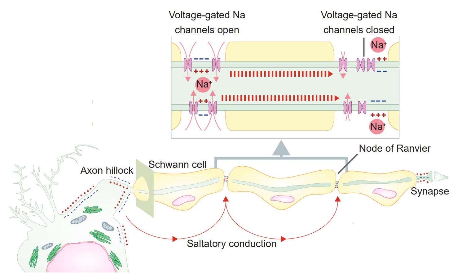 Diagram of voltage gates on the axon