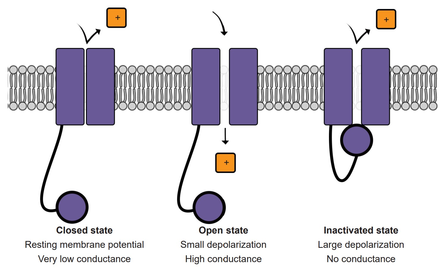 Visualization of different states of channels that changes the structure to either allow or prevent ions from entering