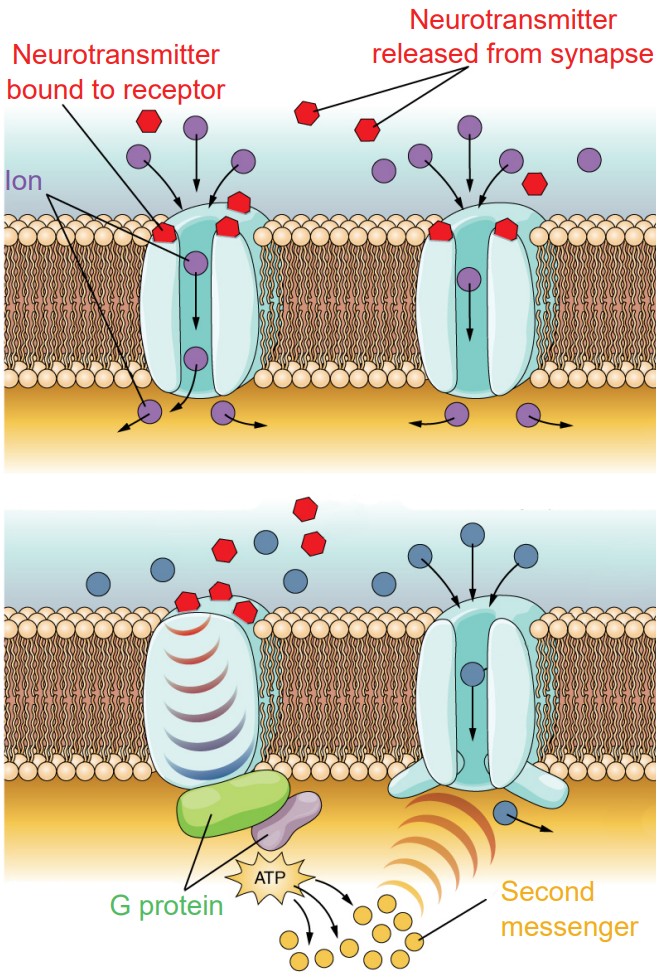 Visualization of ion movement through ionotropic receptors and metabotropic receptors