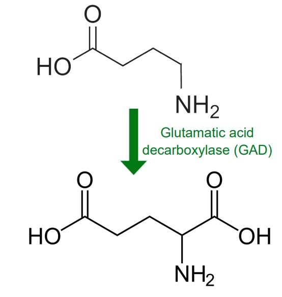 Structure of GABA