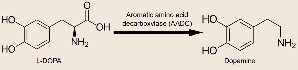 Structures of L-DOPA and Dopamine