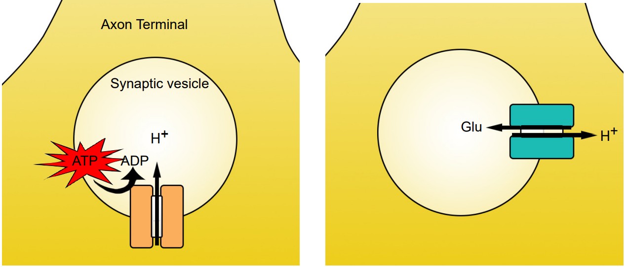 Visualization of the movement of H+ ions in the synaptic vesicle