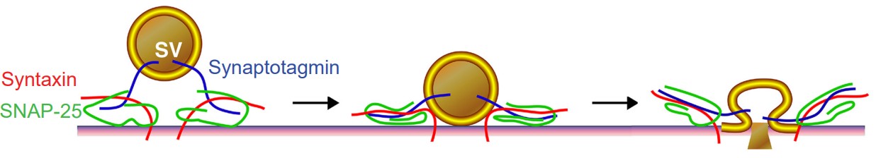 Visualization of the release of neurotransmitters