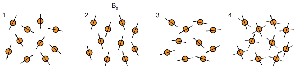 A visualization showing the relationship between protons and magnetic fields