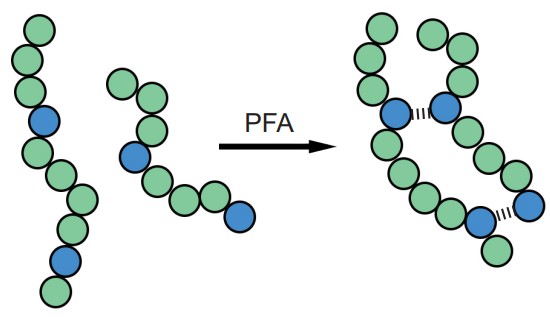 Visualization of covalent bonds forming between lysine amino acids