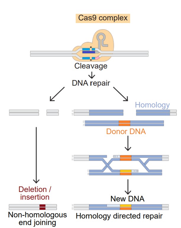 Visualization breakdown of how CRISPR works