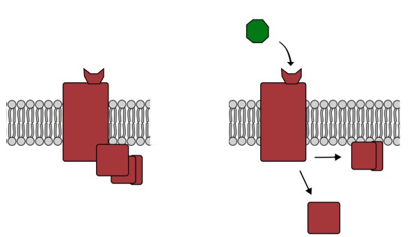 This image displays a cell membrane with an embedded chemogenetic receptor (i.e., DREADD) that when activated induces several signaling pathways.