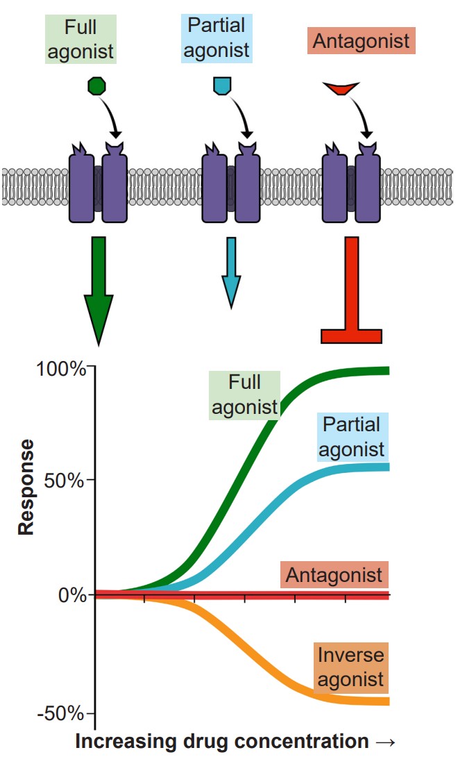 Graph visualizing how full agonists, partial agonists, and antagonists respond to drugs