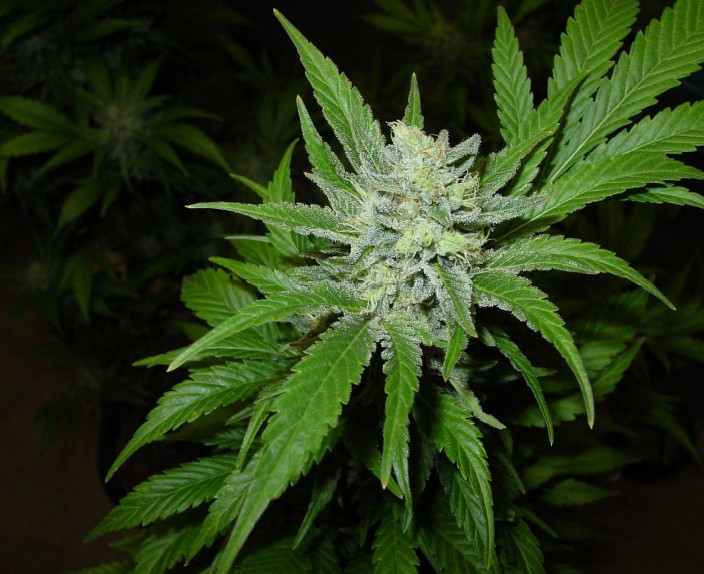 An image of a cannabis plant