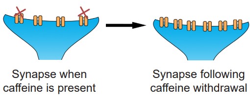 Visualization showing an increase in the number of synapses following the presence of an antagonist