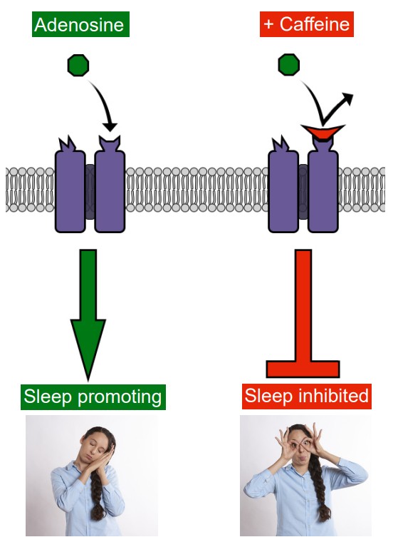 Visualization of caffeine blocking adenosine from entering