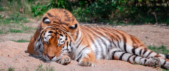 Image of tigers sleeping in the middle of a field