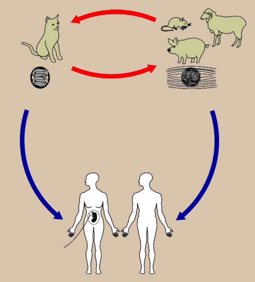 Cycle showing toxoplasma infection between rodents and cats, and potentially humans and pregnant women