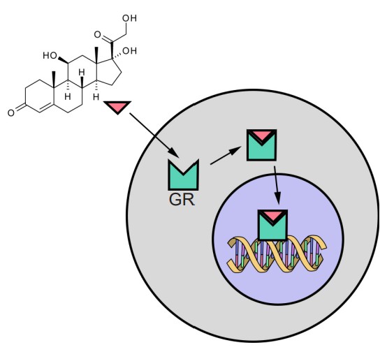 Structure of Cortisol and where is binds to glucocorticoid receptors in the cell