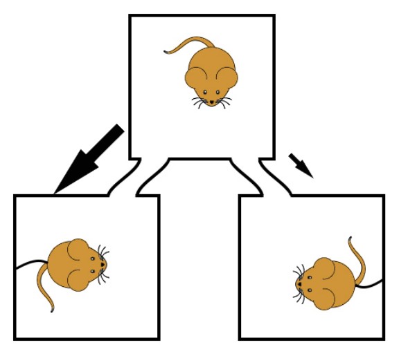 Visualization of a mated prairie vole preferring to spend time with their mate over a stranger