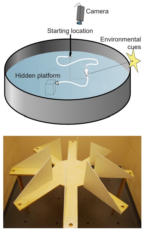 Designs for the Morris Water Maze and the Radial Arm maze