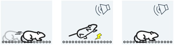 visualization of the foot shock test on rodents