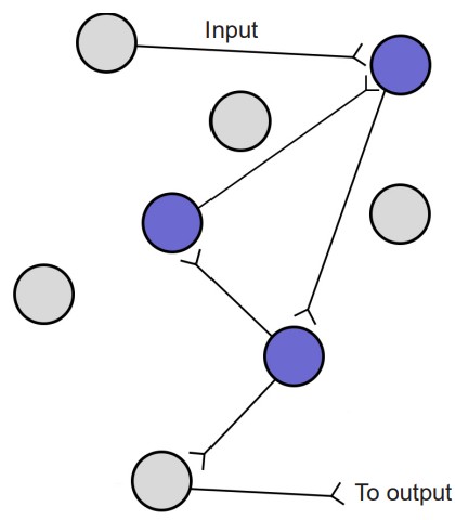 Depiction of a neuron circuit with a reverberating circuit