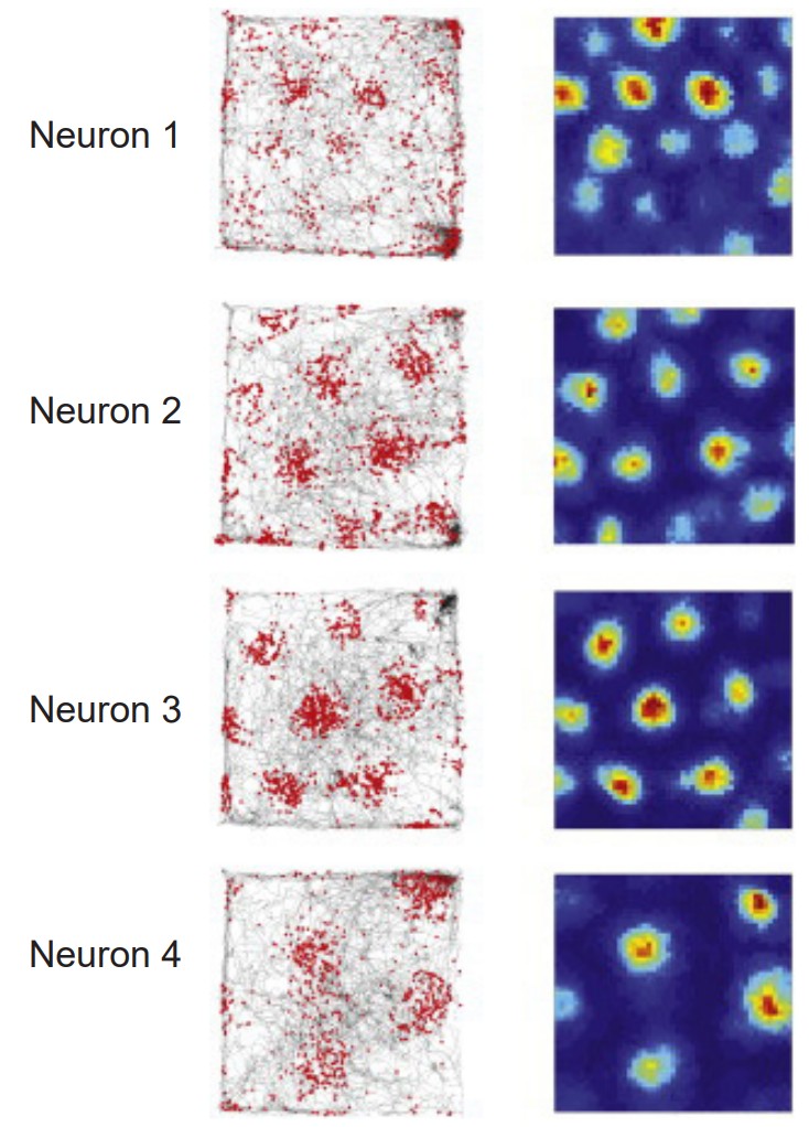 Depiction of how neuronal activity forms a grid when an animal is in a gridded maze