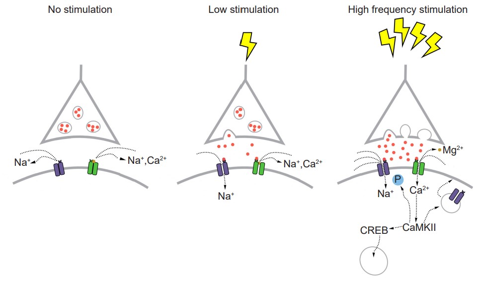 glutamate release under no stimulation, low stimulation, and high stimulation