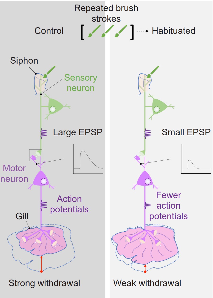 Visualization of habituation using Aplysia gill withdrawal upon brush strokes