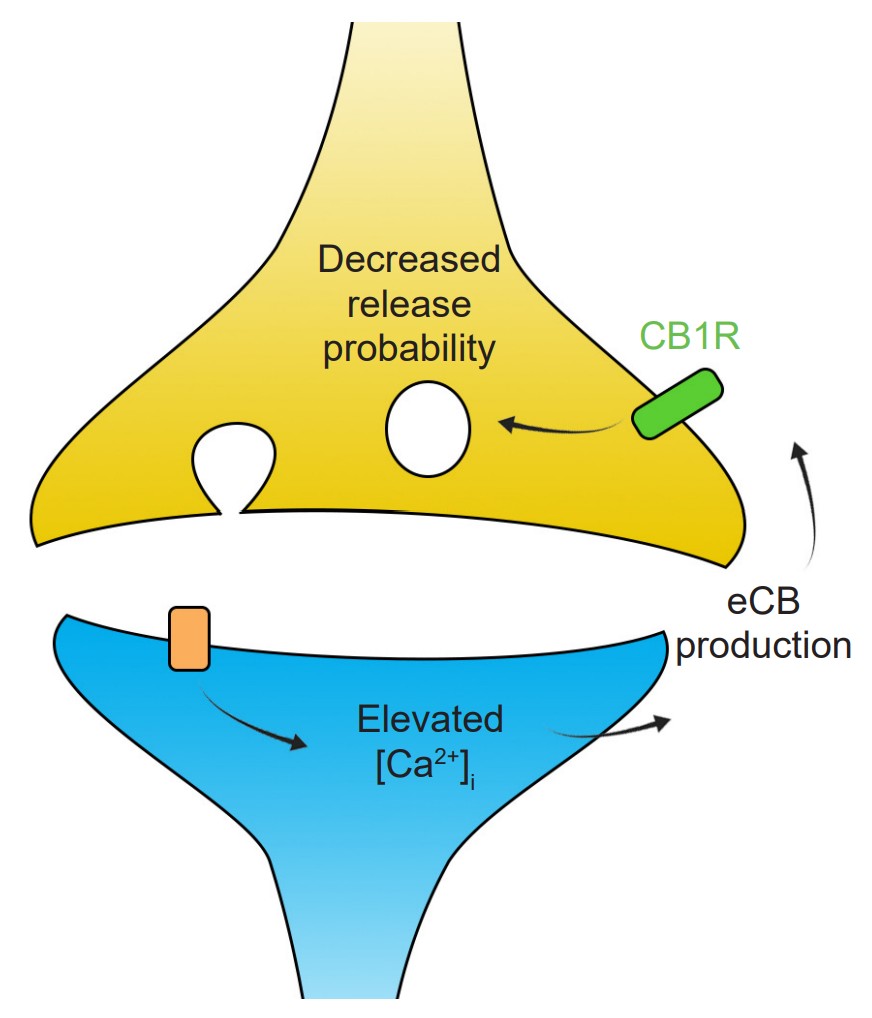 visualization of Endocannabinoid production