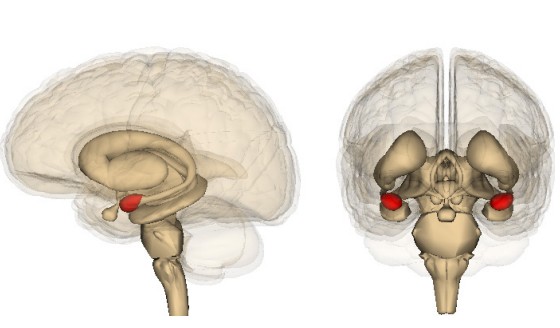 Location of the amygdala in the brain