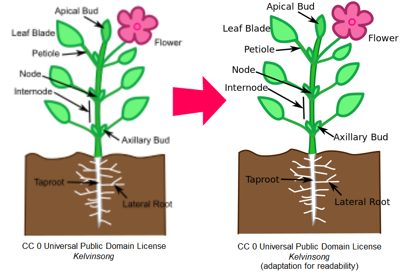 two images of plants with labels. One is blurry, while the other is clear to depict readability.