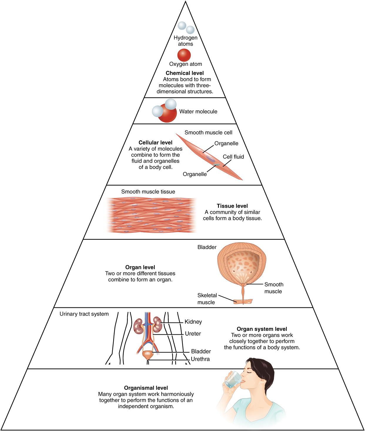 The organization of the body often is discussed in terms of six distinct levels of increasing complexity, from the smallest chemical building blocks to a unique human organism. The picture shows a pyramid divided into six levels, showing at the top of the pyramid as the chemical level of structure such as hydrogen atoms and oxygen atoms. The second level shows a water molecule to depict molecular organization. The third level shows a single muscle cell to depict the cellular level. The fourth level shows muscle tissue as an example of cells being organized together in a tissue. The fifth level shows the bladder to depict tissues being organized together to form an organ. The fifth level shows the urinary tract system with the kidneys, ureter, bladder, and urethra, depicting how several organs work together to perform a specific function in the body. The six level shows a person drinking water to depict organ systems coming together to form a complex living organism such as a human.