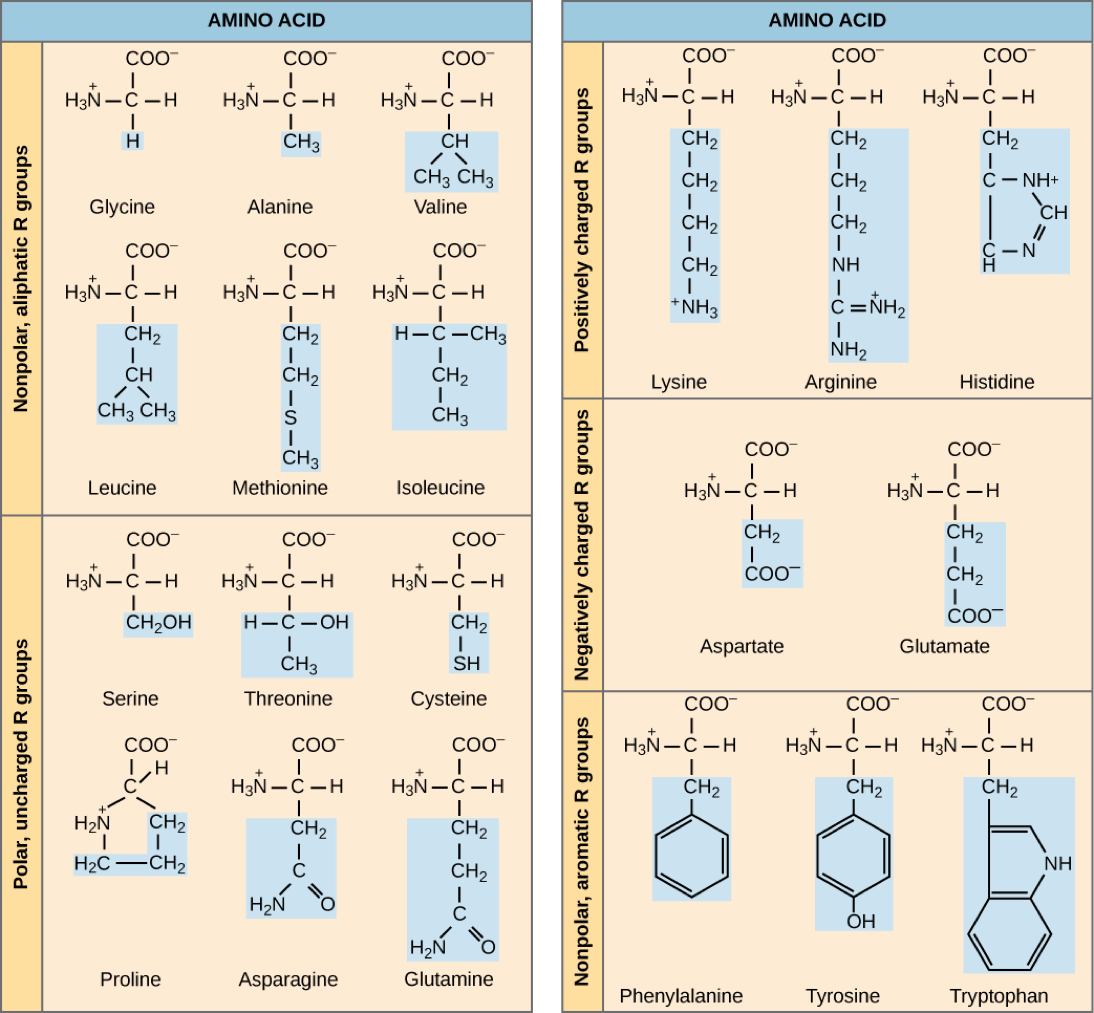 Protein Structure – Nutrition: Science and Everyday Application