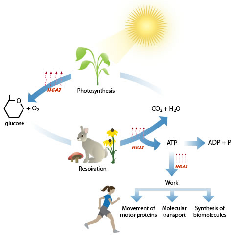 Sun rays shine on a plant that can use that solar energy to photosynthesize glucose, and in the process creates oxygen and releases heat. Animals eat plants which in turn breakdown glucose into carbon dioxide and water, and capture the energy in glucose into ATP, (respiration) which cells can use for work like moving, molecular transport and synthesis of biomolecules.