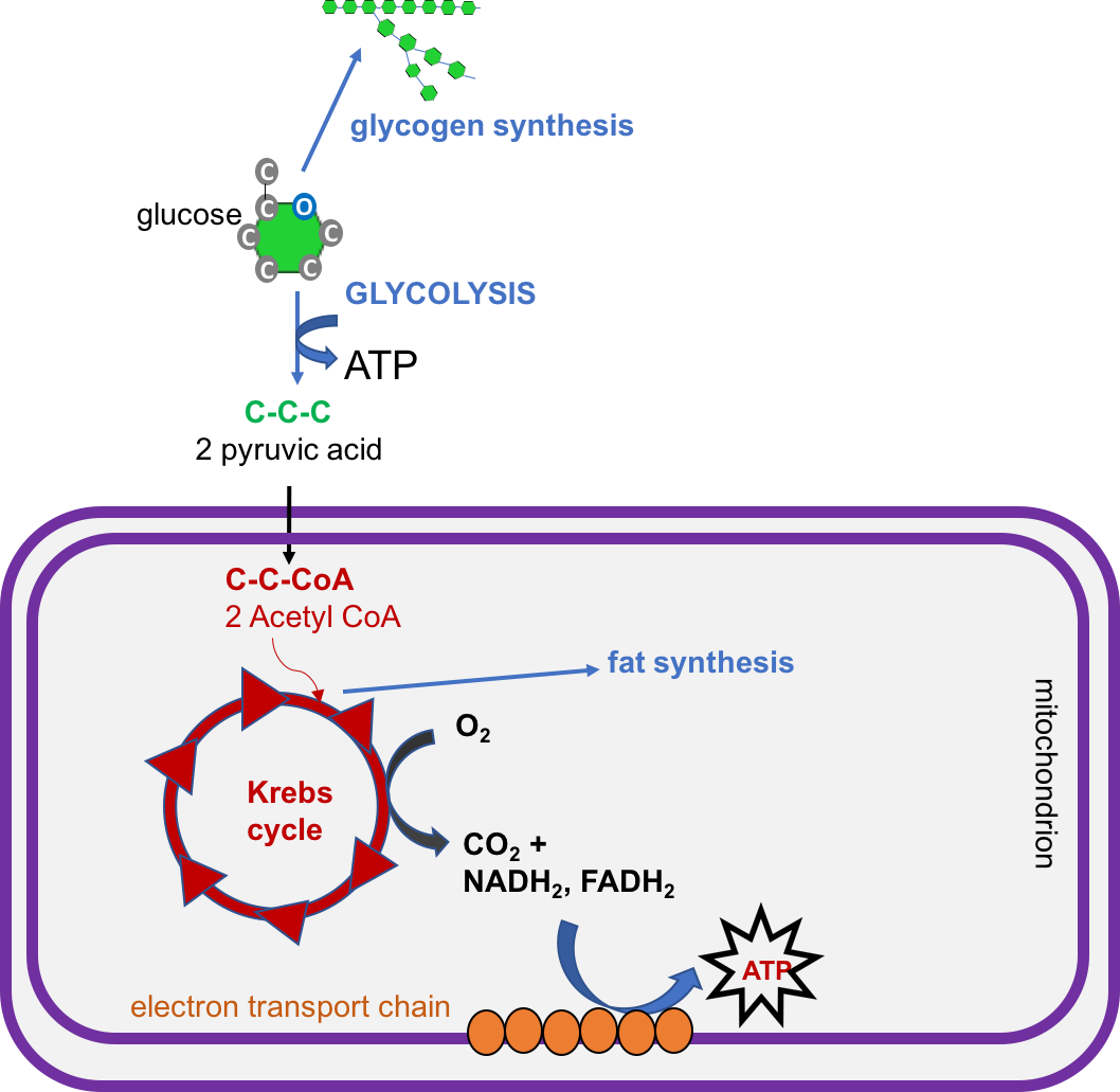 Schematic showing an overview of glucose metabolism in the fed state, when there is adequate glucose available. Glucose can be used to generate ATP for energy (going through glycolysis, Krebs cycle, and the electron transport chain), or it can be stored in the form of glycogen or converted to fat for storage in adipose tissue.