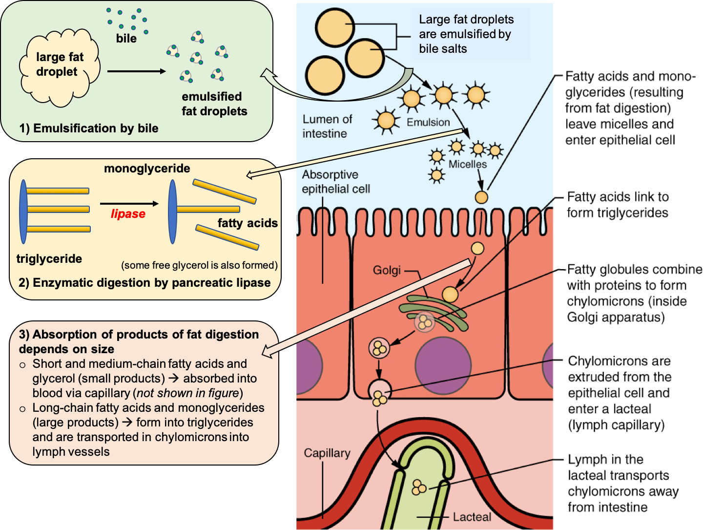 Digestion and Absorption of Lipids – Nutrition: Science and Everyday ...