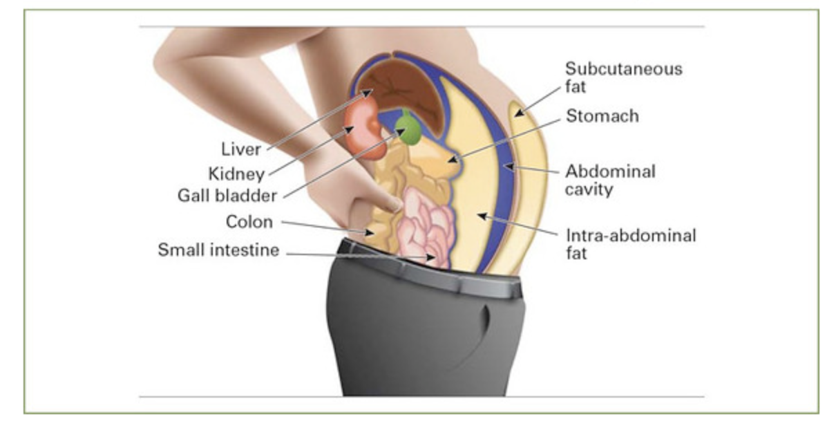 This image shows the vital organs in the abdominal cavity: liver, kidney, gall bladder, colon and small intestine, the visceral fat that surrounds them, and the subcutaneous fat that lies below the surface of the skin.