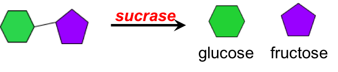 Illustration showing sucrose (represented by a green hexagon linked to a purple pentagon) being broken into one glucose molecule and one fructose molecule by the enzyme sucrase.