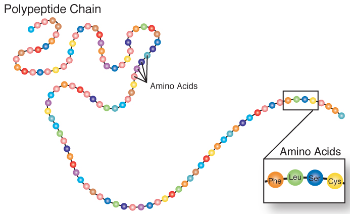 A long colorful polypeptide strand that looks like a string of beads. Each bead or circle is representing an amino acid. A polypeptide chain is many amino acids bonded together.