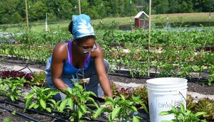 Gardener tends to plants